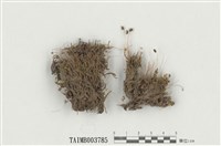 藏品(澤苔屬)的圖片